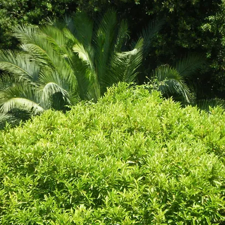 Giacomo Apartment Cavo